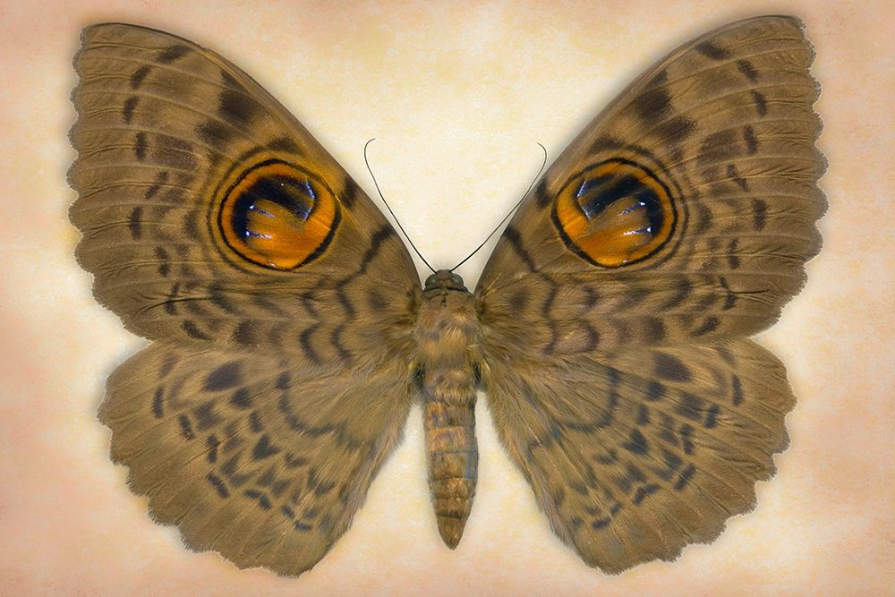 Owlet Moth art print by Richard Reynolds for $57.95 CAD