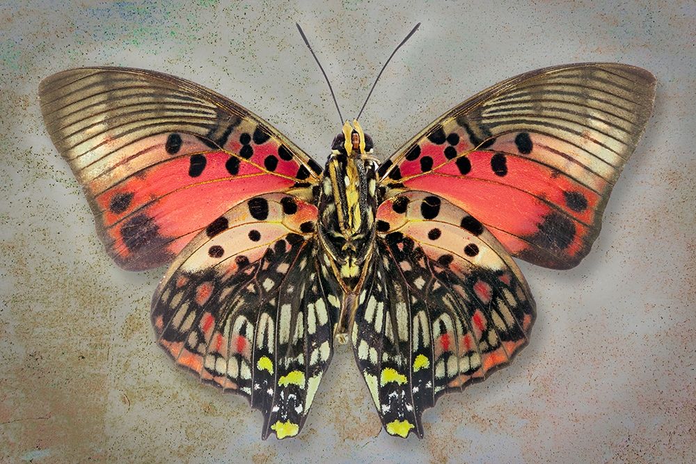 Shining Red Charaxes art print by Richard Reynolds for $57.95 CAD