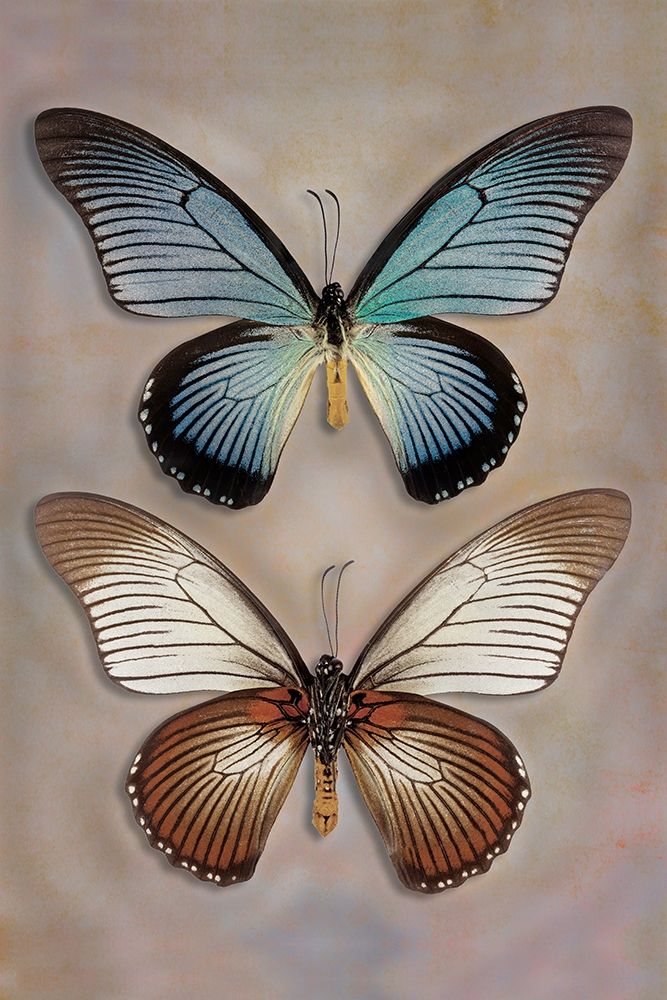 Great Blue Swallowtail Top - Underside art print by Richard Reynolds for $57.95 CAD