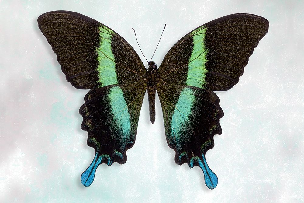 Green Swallowtail art print by Richard Reynolds for $57.95 CAD