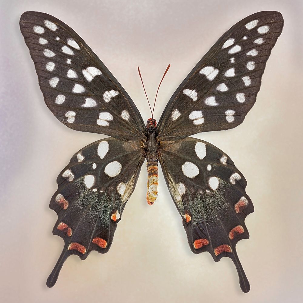 Madagascan Swallowtail art print by Richard Reynolds for $57.95 CAD