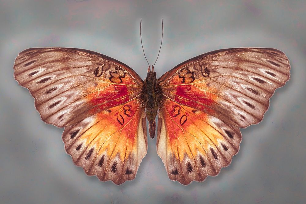 Common Red Glider art print by Richard Reynolds for $57.95 CAD