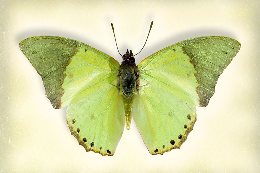 Common Green Charaxes art print by Richard Reynolds for $57.95 CAD