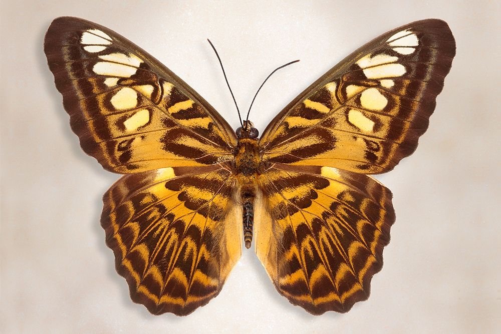 Clipper Butterfly art print by Richard Reynolds for $57.95 CAD