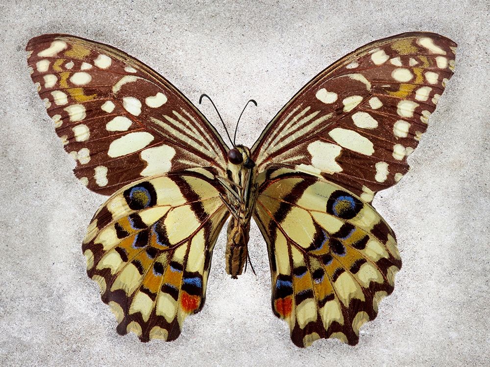 Checkered Swallowtail art print by Richard Reynolds for $57.95 CAD