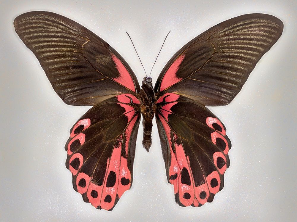 Red Mormon art print by Richard Reynolds for $57.95 CAD