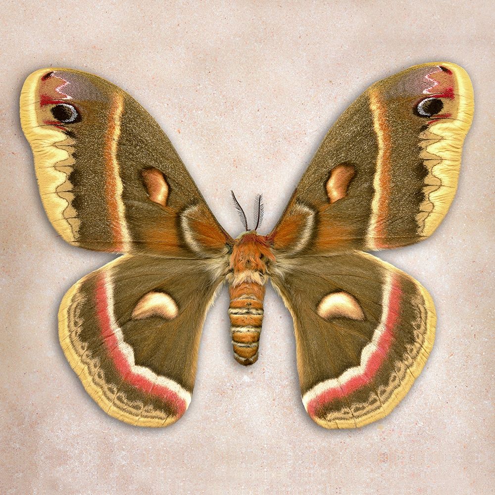 Cecropia Moth art print by Richard Reynolds for $57.95 CAD