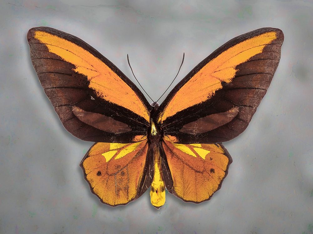 Wallaces Golden Birdwing art print by Richard Reynolds for $57.95 CAD