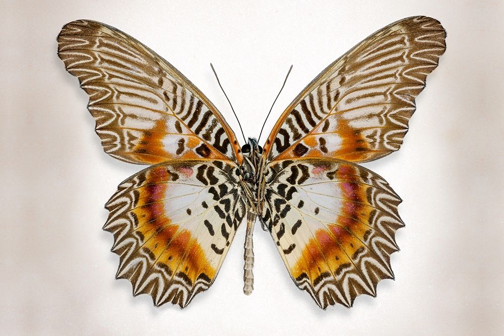 Brown Accented Butterfly art print by Richard Reynolds for $57.95 CAD