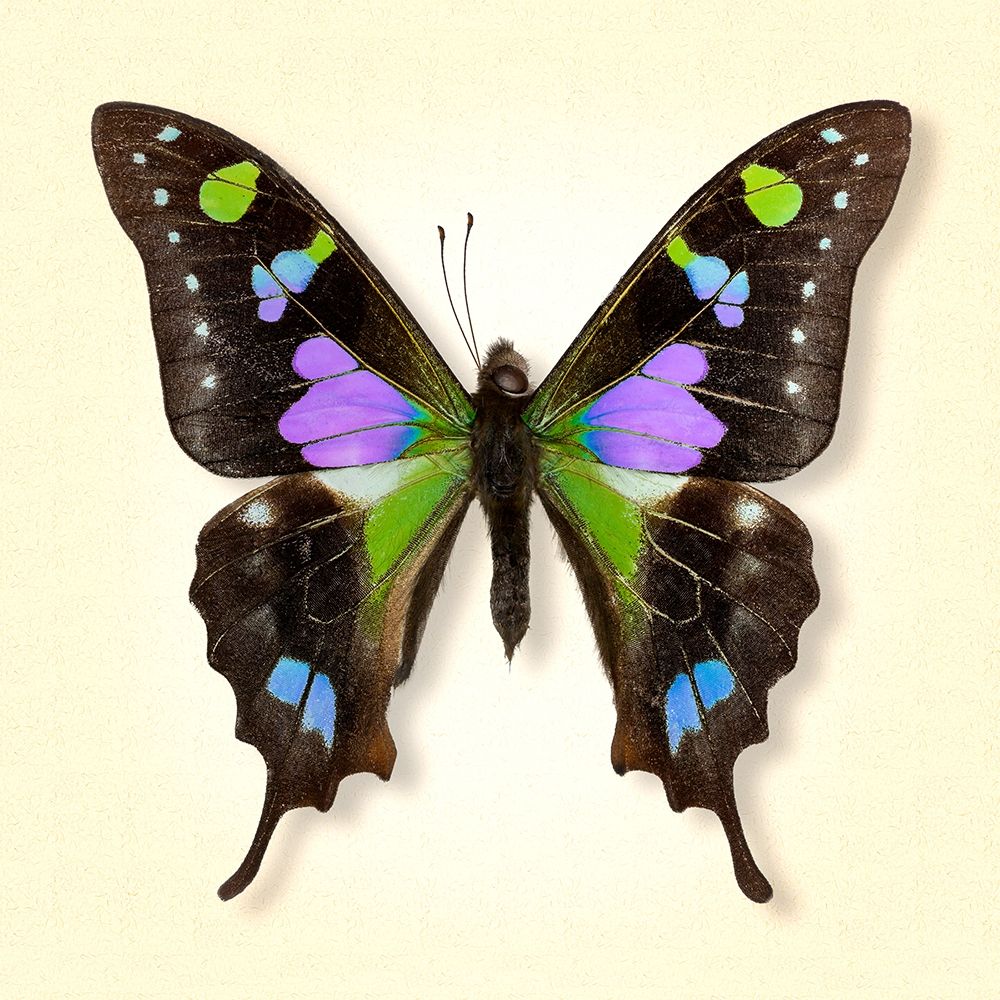 Purple Spotted Swallowtail art print by Richard Reynolds for $57.95 CAD
