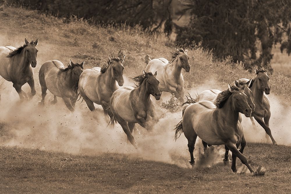 Leader of the Pack art print by Robert Dawson for $57.95 CAD