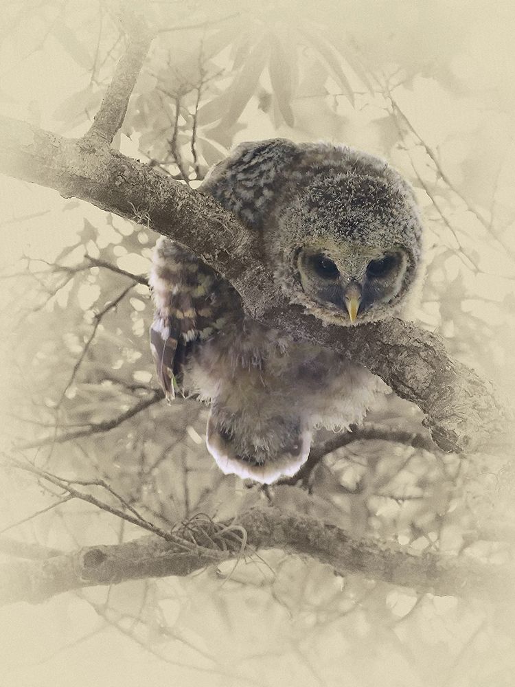Barred Owlet art print by Jim Brown for $57.95 CAD