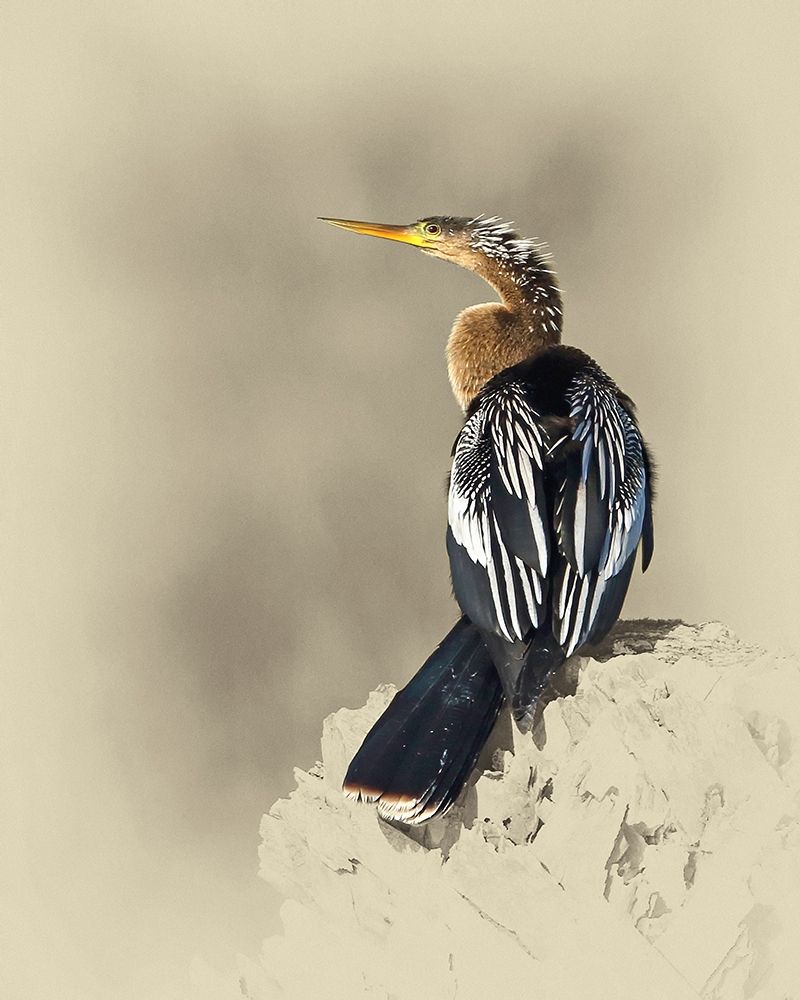 Anhinga art print by Jim Brown for $57.95 CAD