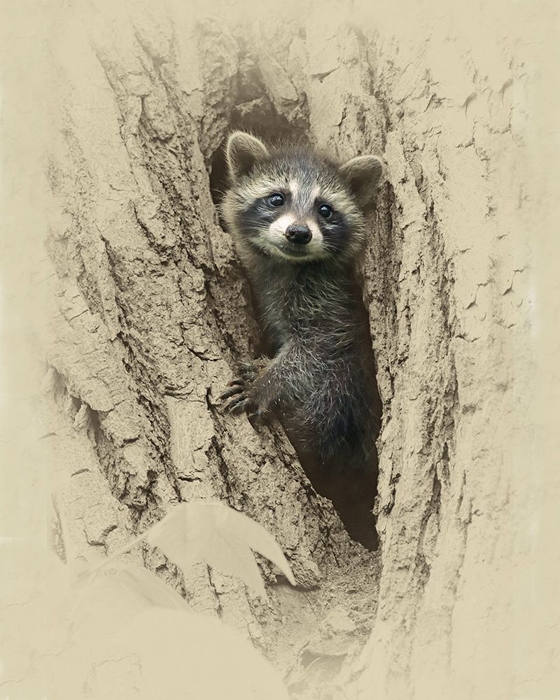 Baby Raccoon art print by Jim Brown for $57.95 CAD