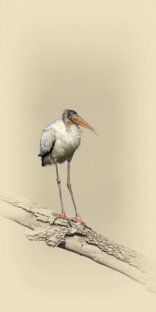 Baby Wood Stork art print by Jim Brown for $57.95 CAD