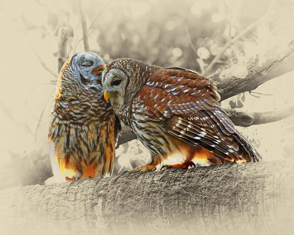 Barred Owls art print by Jim Brown for $57.95 CAD