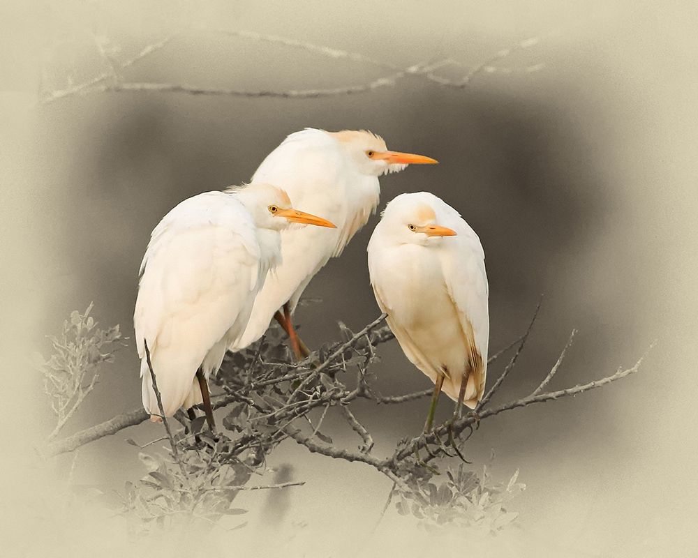 Cattle Egrets art print by Jim Brown for $57.95 CAD