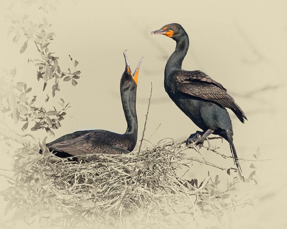 Cormorant Nest art print by Jim Brown for $57.95 CAD