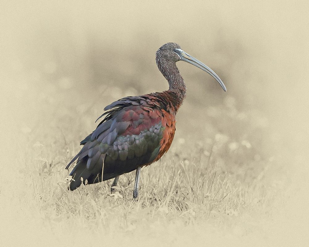 Glossy Ibis 1 art print by Jim Brown for $57.95 CAD