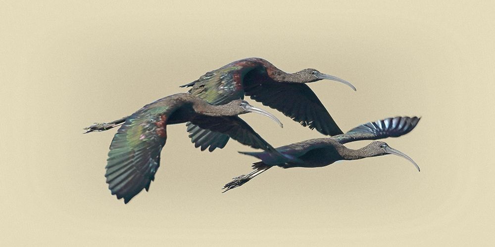Glossy Ibis art print by Jim Brown for $57.95 CAD