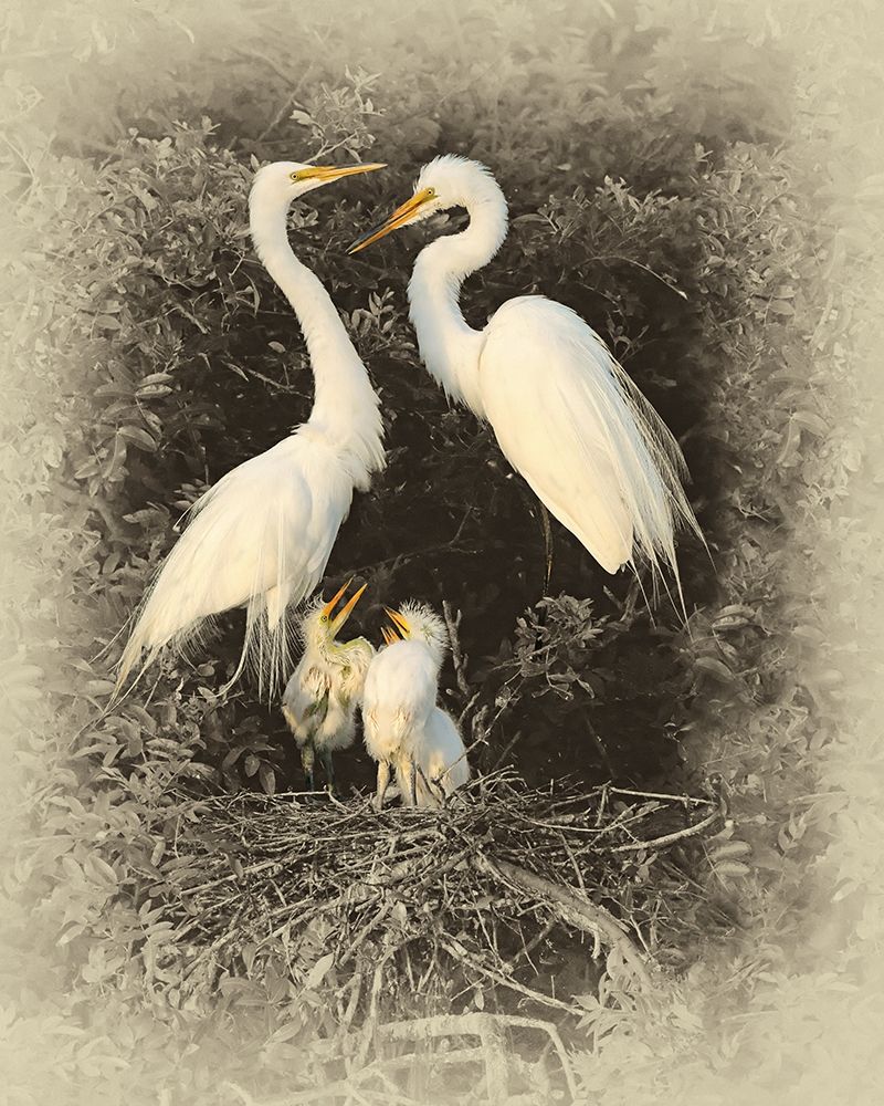 Great Egret Family art print by Jim Brown for $57.95 CAD