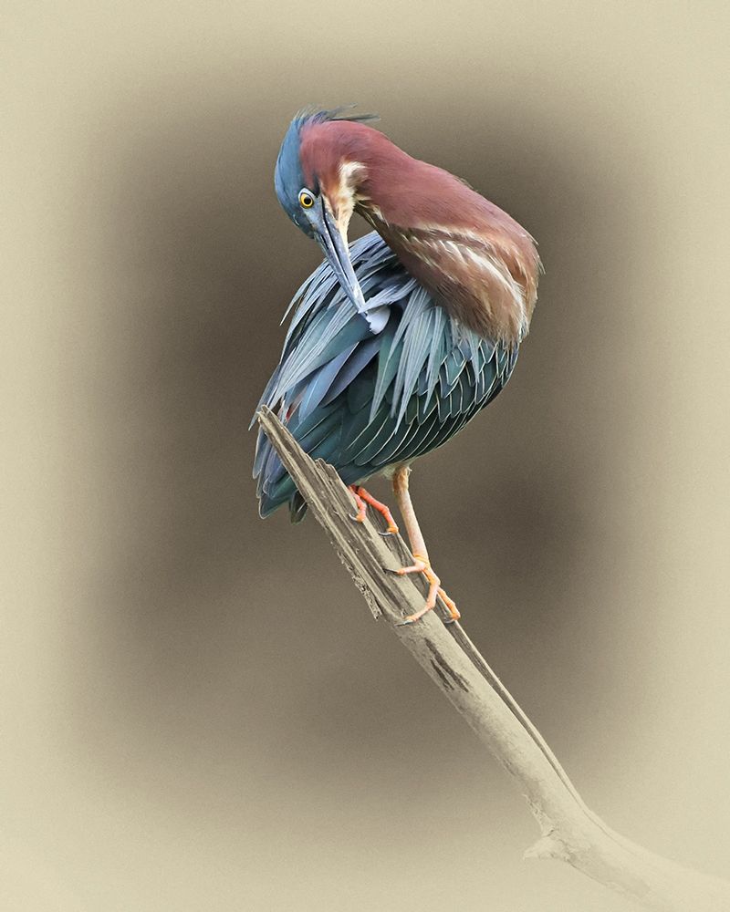 Green Heron art print by Jim Brown for $57.95 CAD