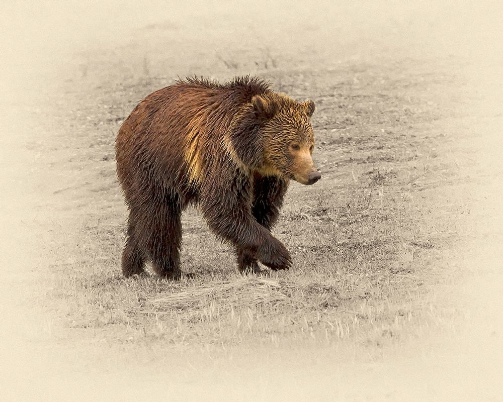 Grizzly 2 art print by Jim Brown for $57.95 CAD