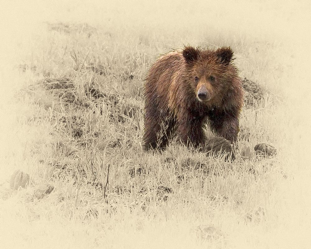 Grizzly Cub 1 art print by Jim Brown for $57.95 CAD