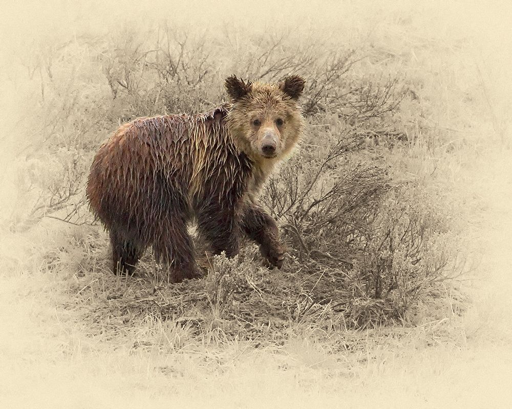 Grizzly Cub 2 art print by Jim Brown for $57.95 CAD