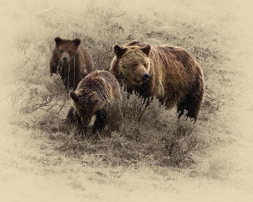 Grizzly Family art print by Jim Brown for $57.95 CAD