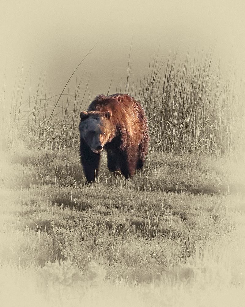 Grizzly art print by Jim Brown for $57.95 CAD