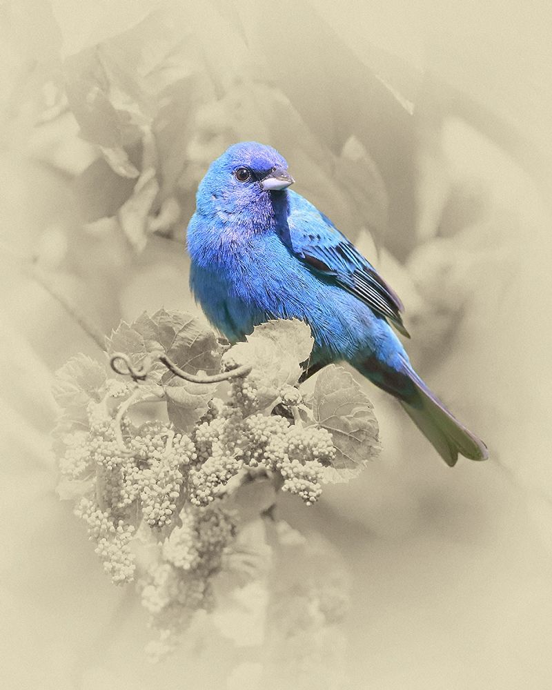 Indigo Bunting II art print by Jim Brown for $57.95 CAD