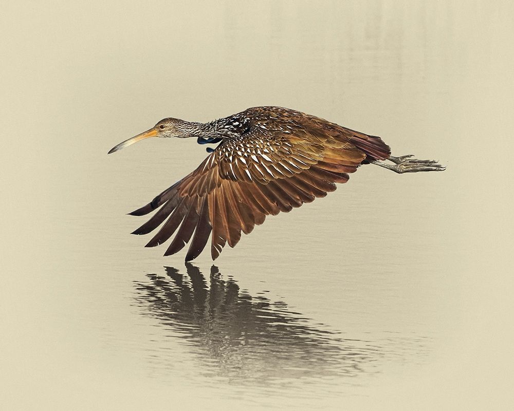 Limpkin art print by Jim Brown for $57.95 CAD