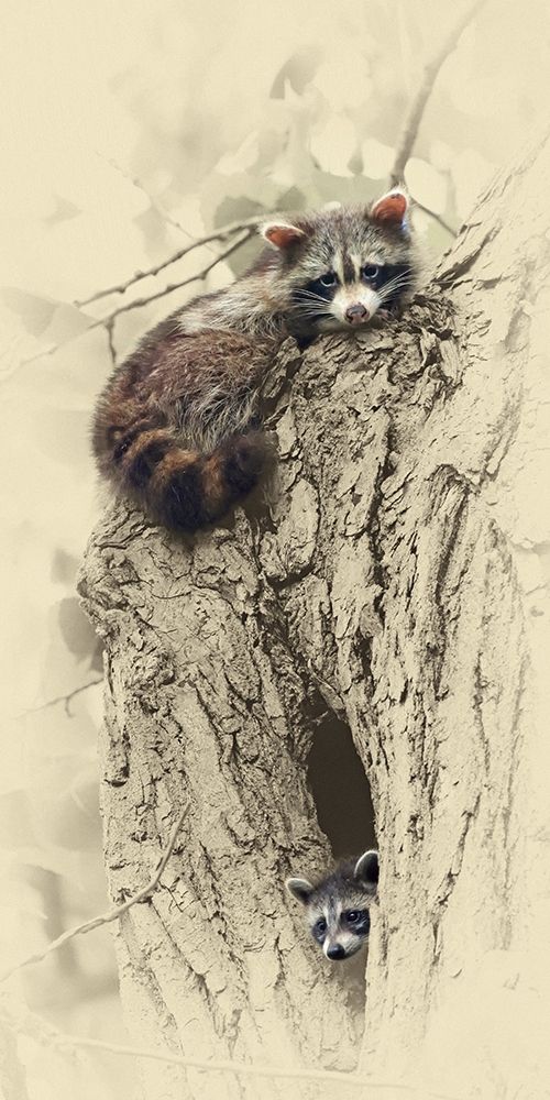 Mom And Baby Raccoon art print by Jim Brown for $57.95 CAD