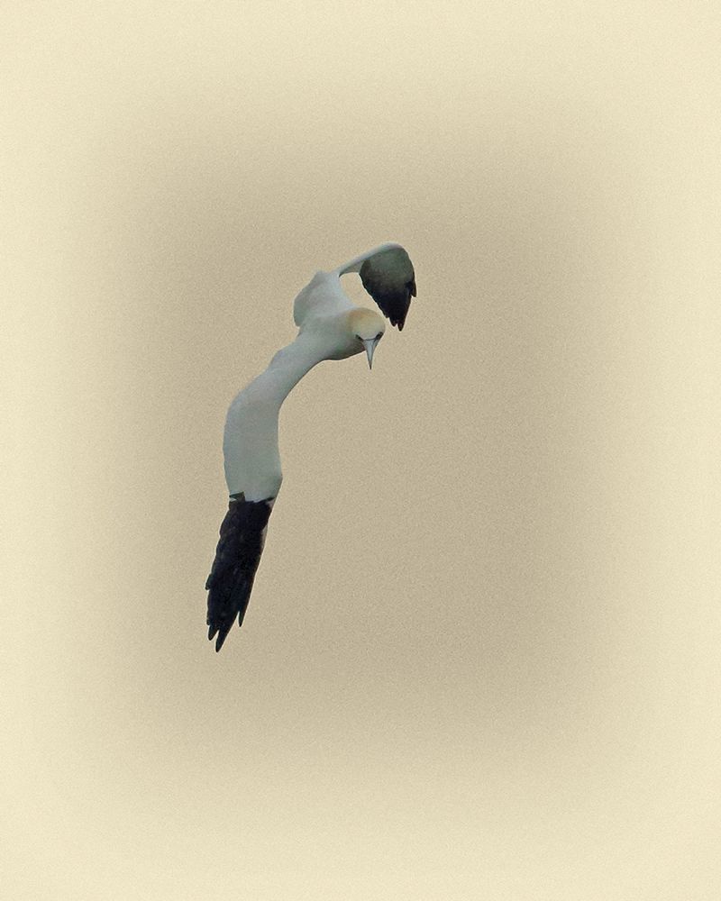 Northern Gannet 1 art print by Jim Brown for $57.95 CAD