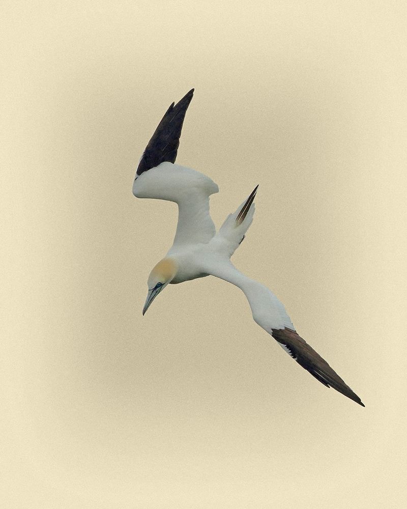 Northern Gannet 2 art print by Jim Brown for $57.95 CAD
