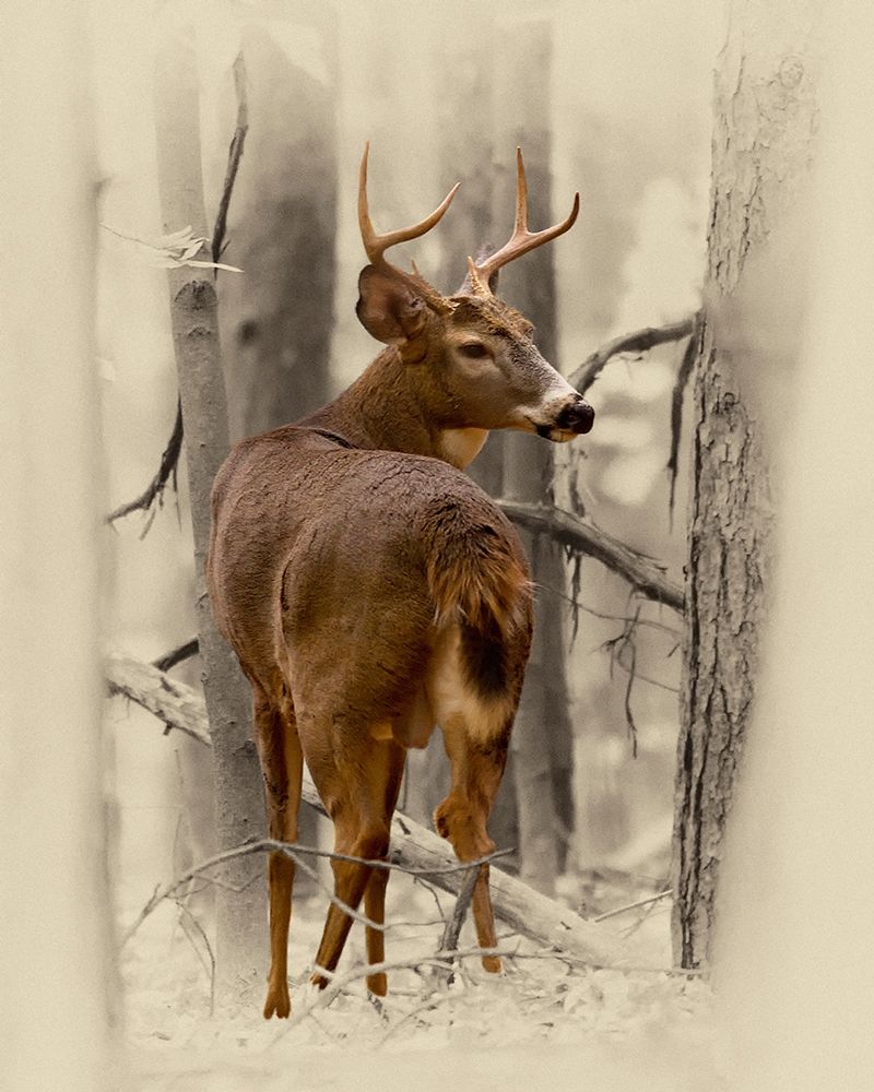 Ohio Buck art print by Jim Brown for $57.95 CAD