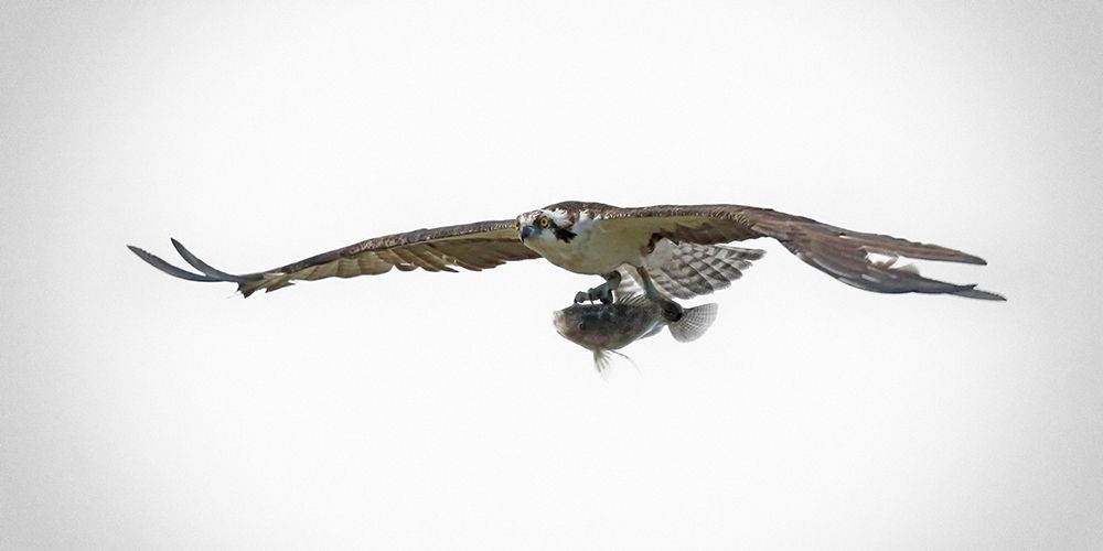 Osprey With Lunch art print by Jim Brown for $57.95 CAD