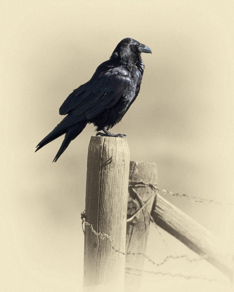 Raven art print by Jim Brown for $57.95 CAD