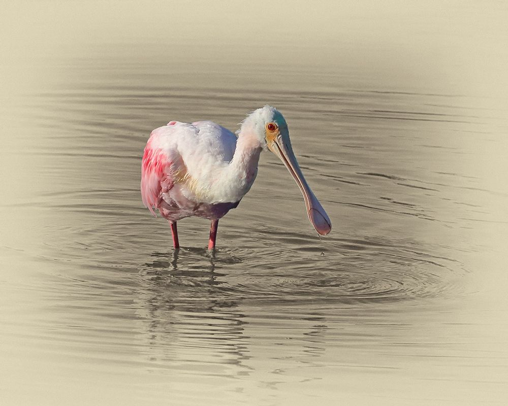 Roseate Spoonbill art print by Jim Brown for $57.95 CAD