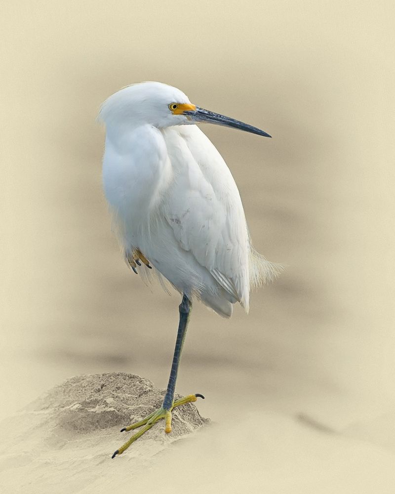 Snowy Egret art print by Jim Brown for $57.95 CAD