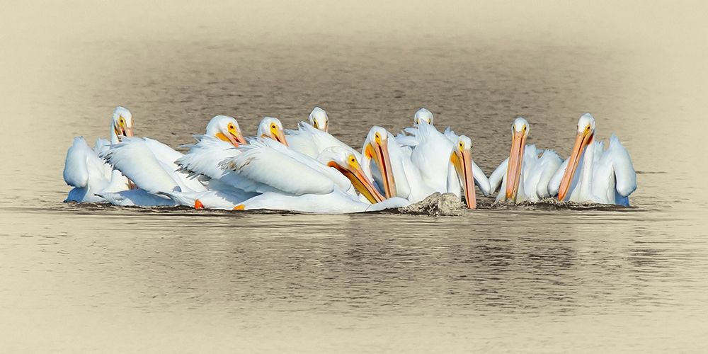 White Pelicans art print by Jim Brown for $57.95 CAD