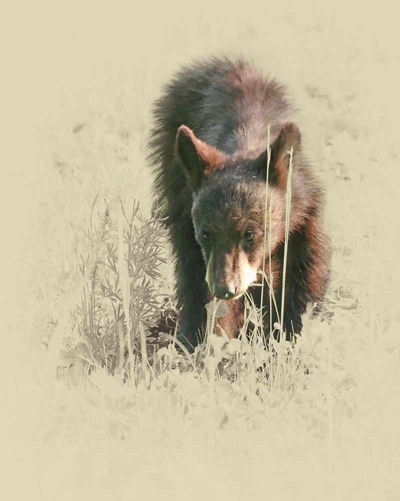 Young Black Bear art print by Jim Brown for $57.95 CAD