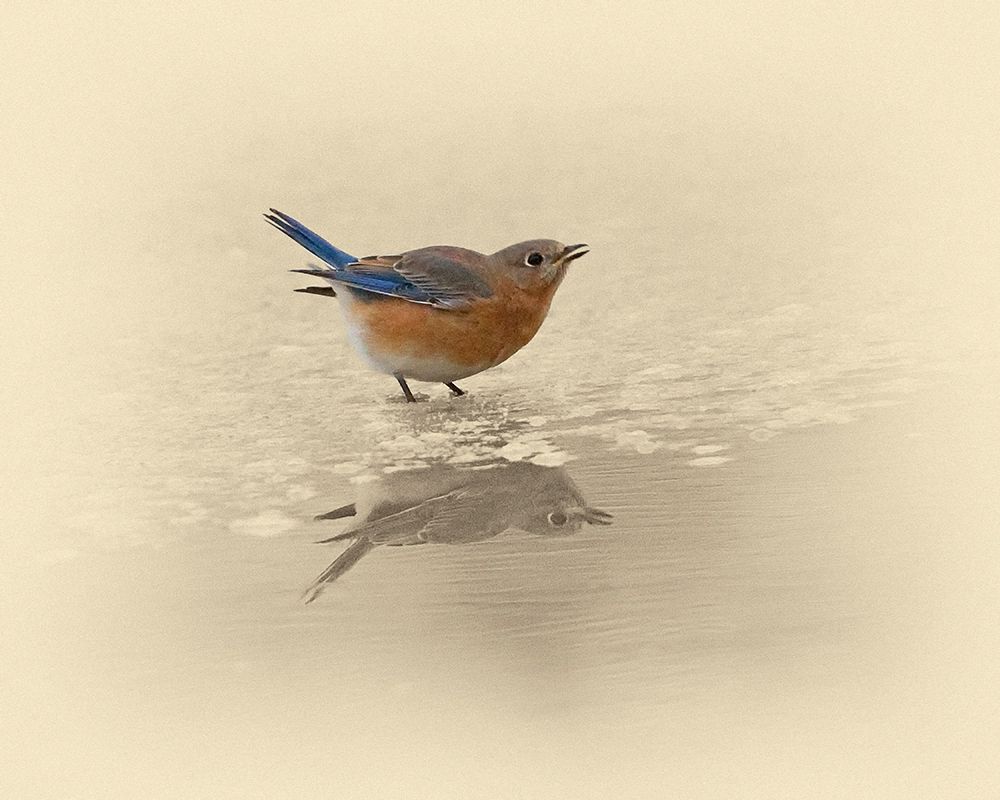 Blue Bird On Ice art print by Jim Brown for $57.95 CAD