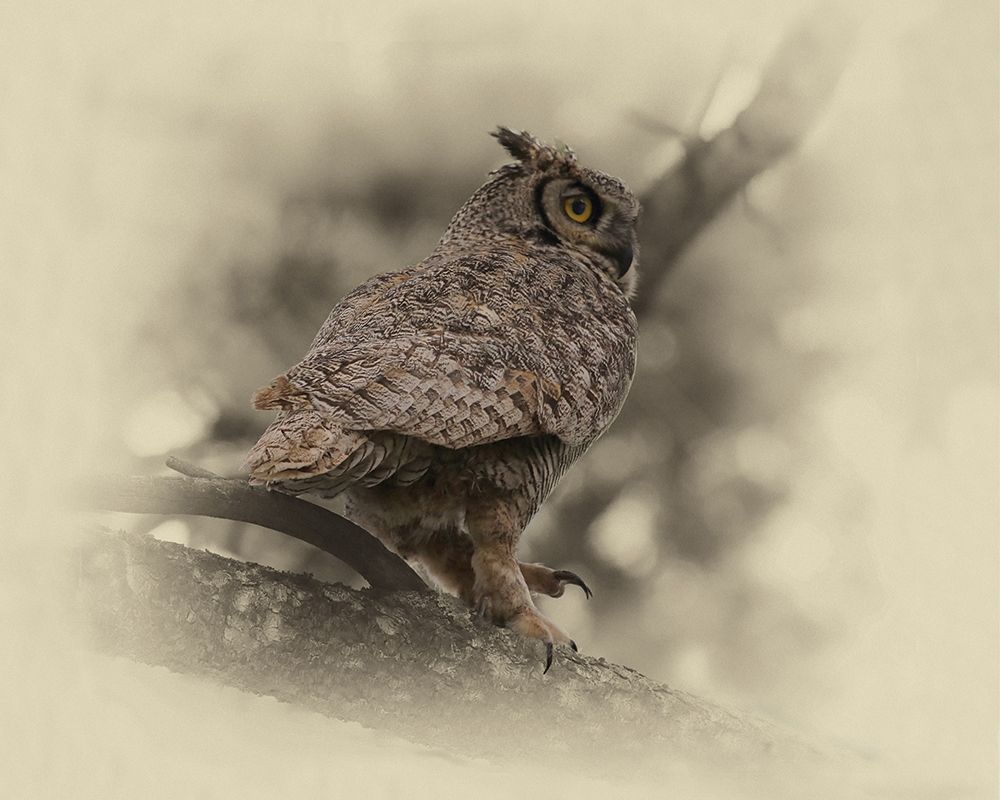 Great Horned Owl art print by Jim Brown for $57.95 CAD