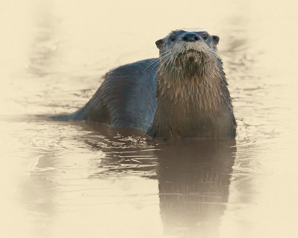 Otter Under Ice art print by Jim Brown for $57.95 CAD