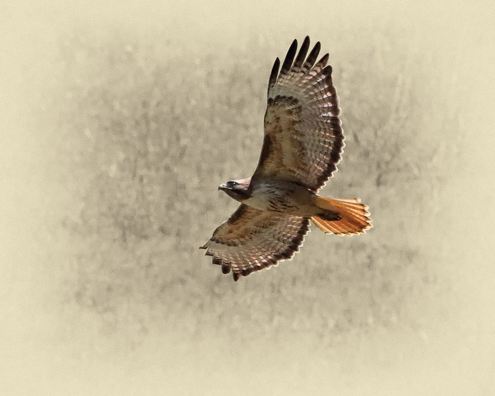 Red Tailed Hawk art print by Jim Brown for $57.95 CAD