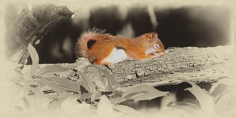 Sleeping Squirrel art print by Jim Brown for $57.95 CAD