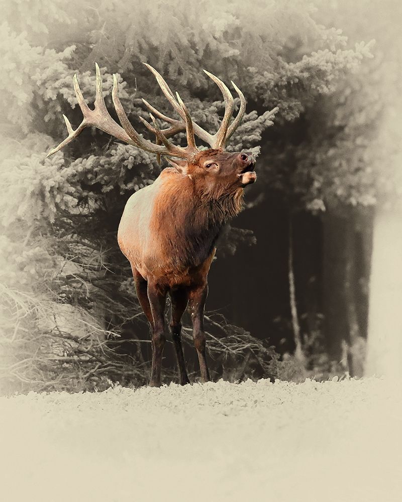 Bugling Elk art print by Jim Brown for $57.95 CAD