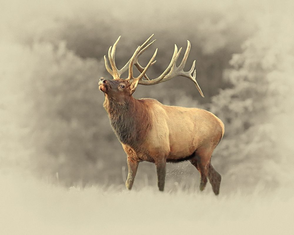 Bull Elk II art print by Jim Brown for $57.95 CAD